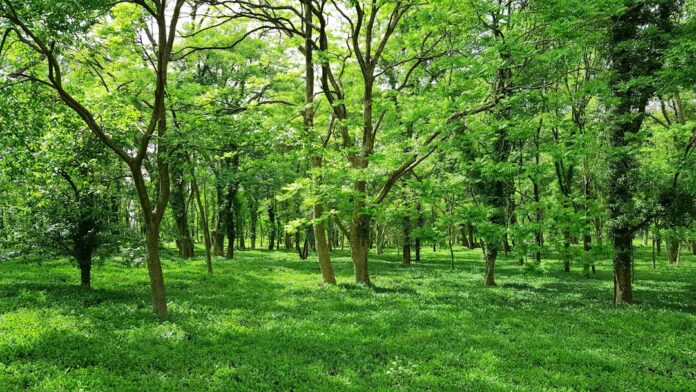 Antalya COP31 Türkiye İklim Okulu sürdürülebilir çevre temsili doğa fotoğrafı
