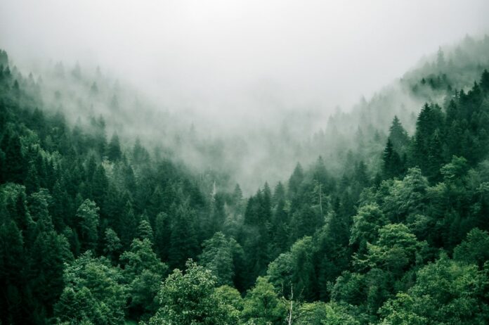 Yeşil orman ve doğa manzarası; temsili fotoğraf, Marita Kavelashvili / Unsplash